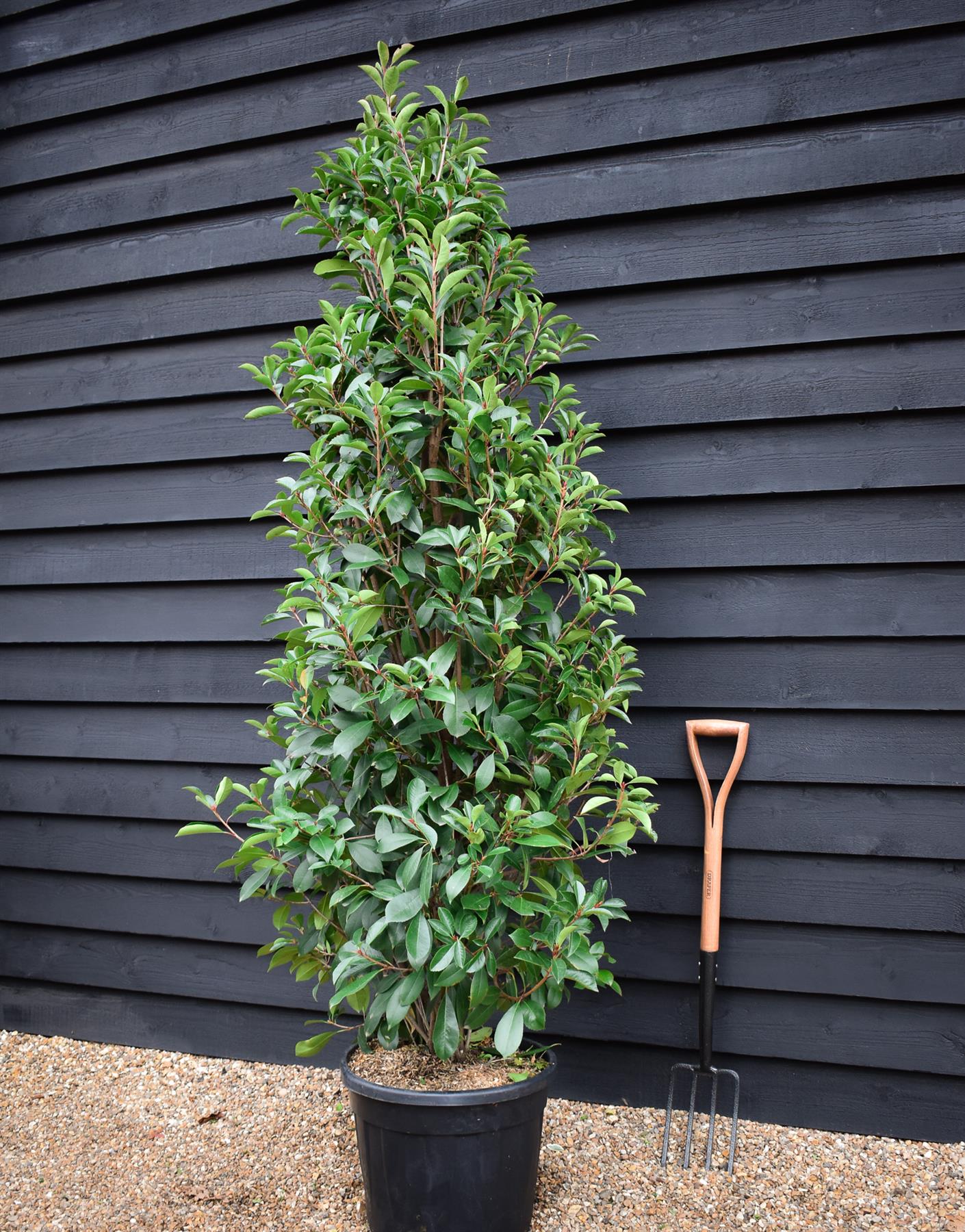 Photinia Red Robin - Bush - Tall Hedging - Height 180-200cm - 35lt