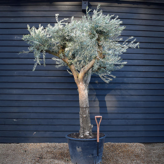 Olive Tree | Olea Europea - Specimen - Branched Out - Height 250 -300 cm - 280lt