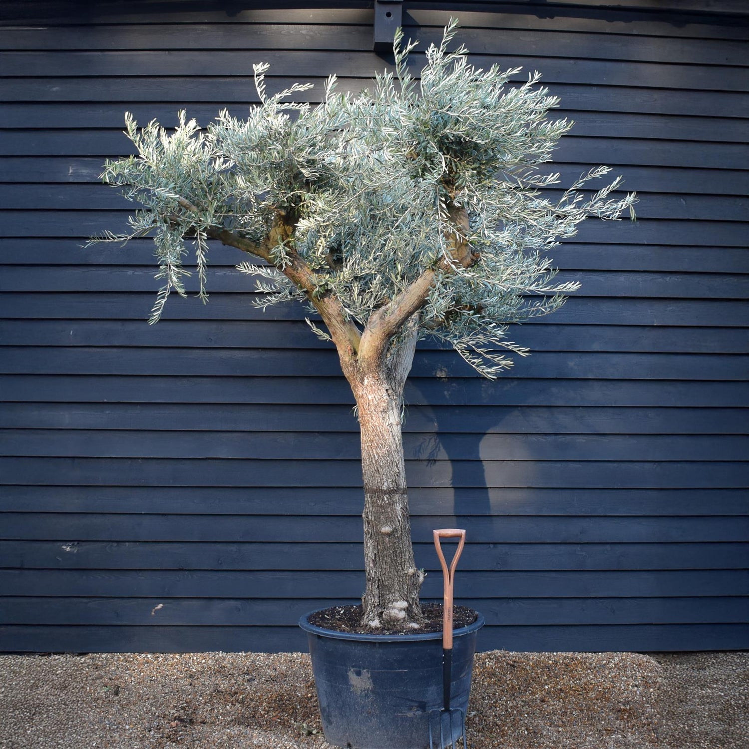 Olive Tree | Olea Europea - Specimen - Branched Out - Height 250 -300 cm - 280lt