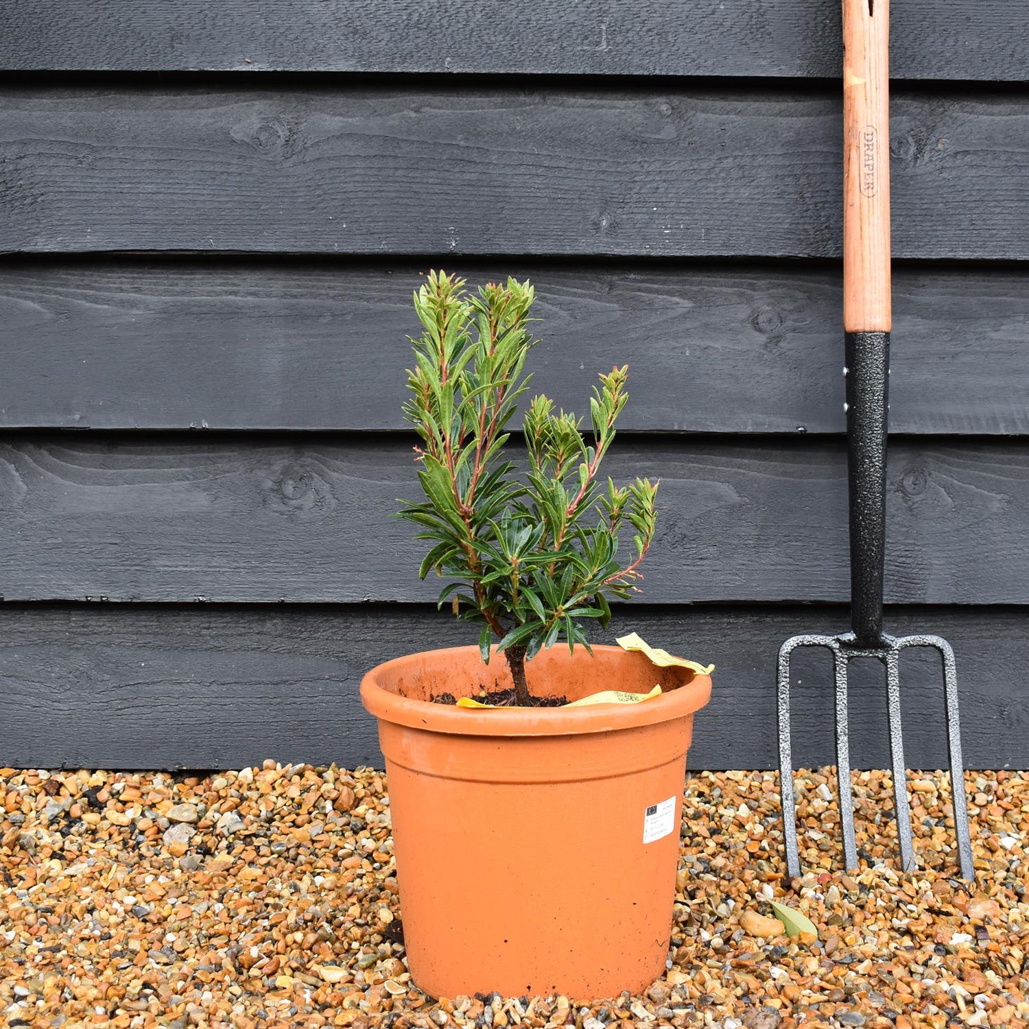 Arbutus unedo mercurius 'Bocarm' | Strawberry Tree - Compact shrub - Height 20-30cm - 10lt