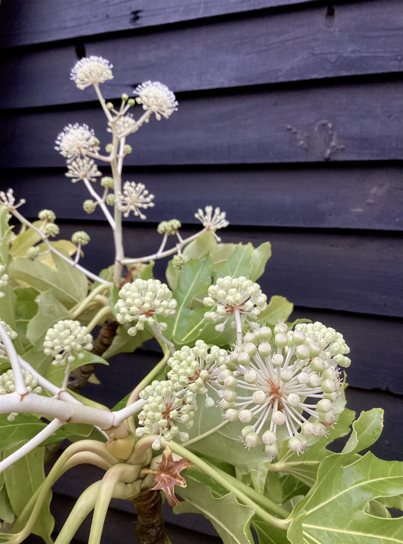 Fatsia japonica | Japanese aralia - 100-120cm, 50lt