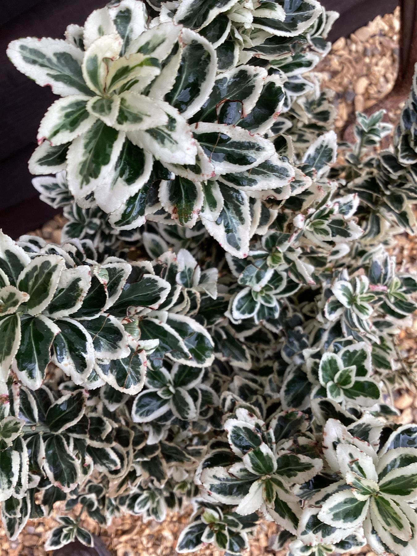 Euonymus japonicus 'White Spire' - 100cm, 10lt