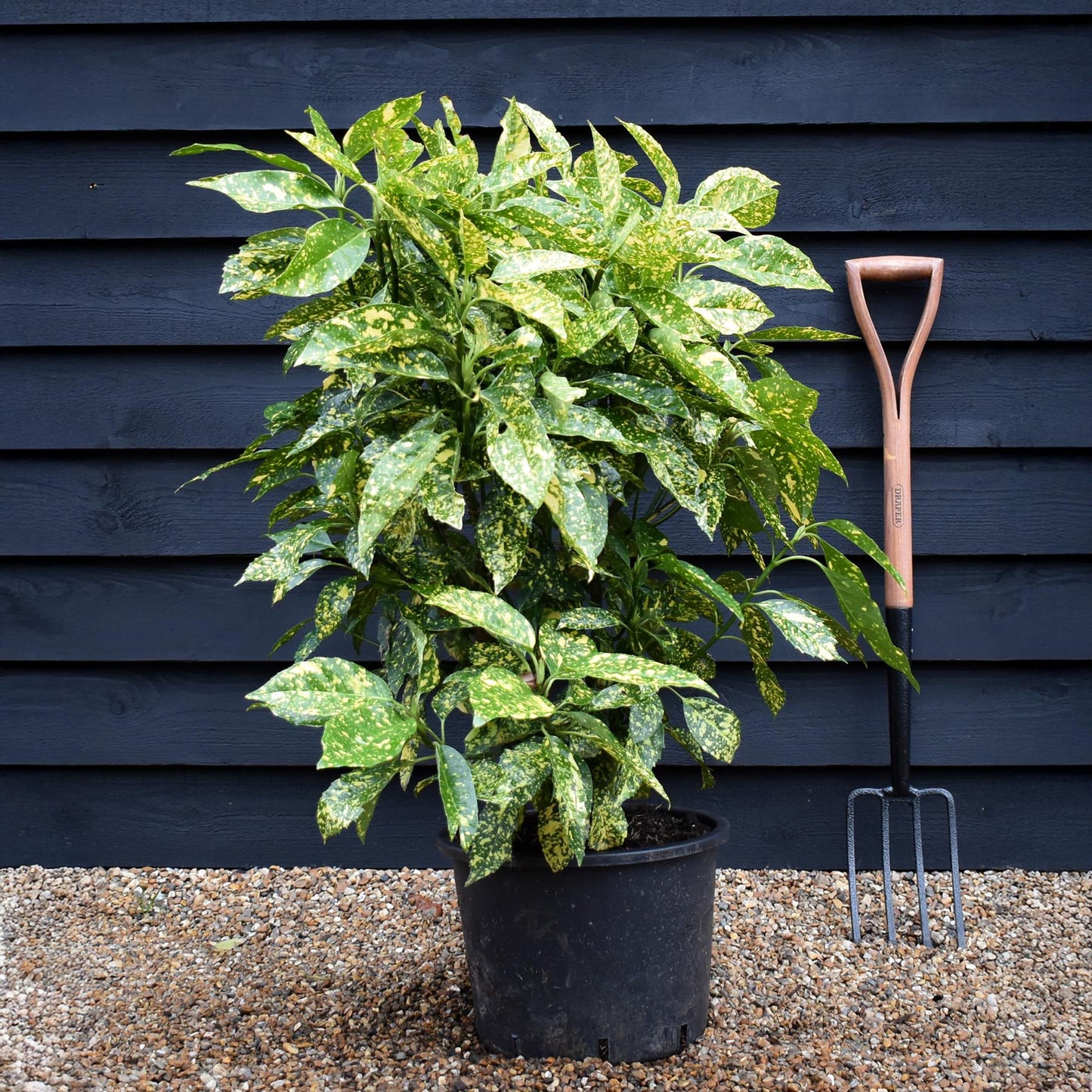 Aucuba japonica 'Variegata' | Spotted Laurel - Height 70-80cm - 20lt