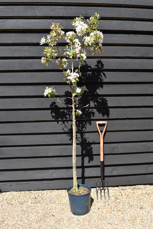 Malus Fruitilicious | Culinary Crab Apple Tree, Clear Stem - 180-200cm, 10lt