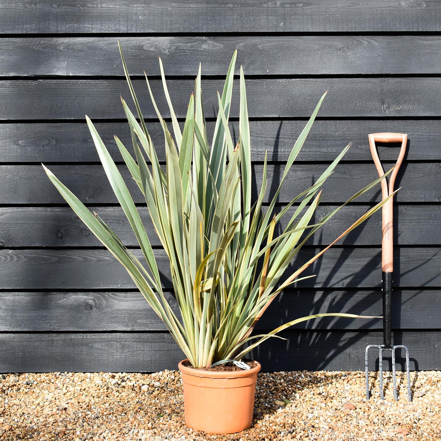 Phormium tenax 'Variegatum' | Variegated New Zealand Flax - 100-130cm, 25lt