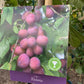 Plum 'Victoria' on St Julian -  Moderately vigorous | Prunus Domestica - 150-160cm - 12lt