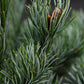 Pinus parviflora 'Negishi' | Japanese white pine - Height 45-55cm - 8lt