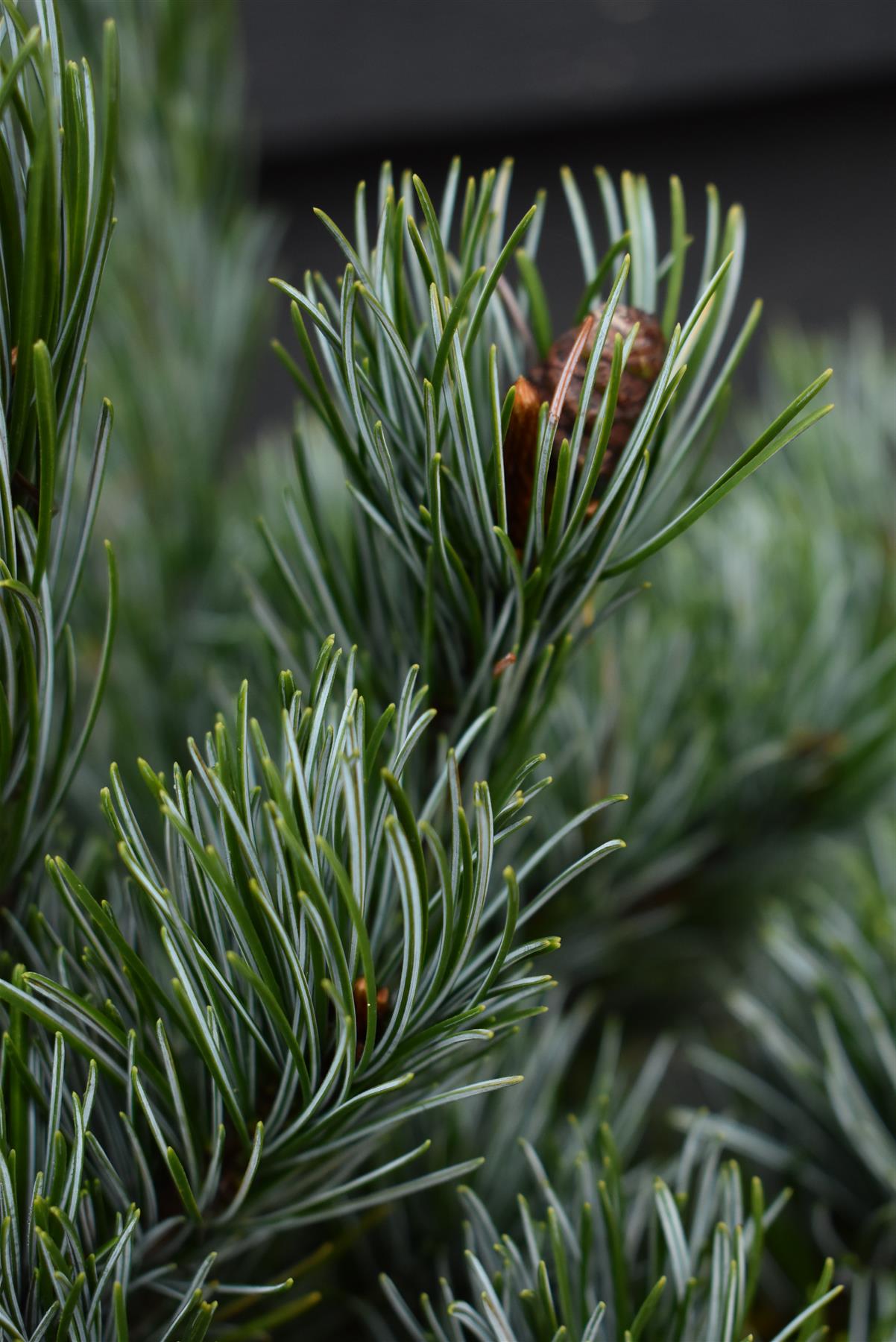 Pinus parviflora 'Negishi' | Japanese white pine - Height 45-55cm - 8lt