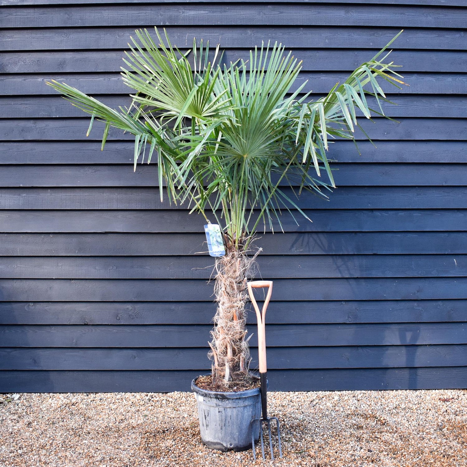 Trachycarpus fortunei - Stem 70-80cm - Height 190-200cm - 35lt