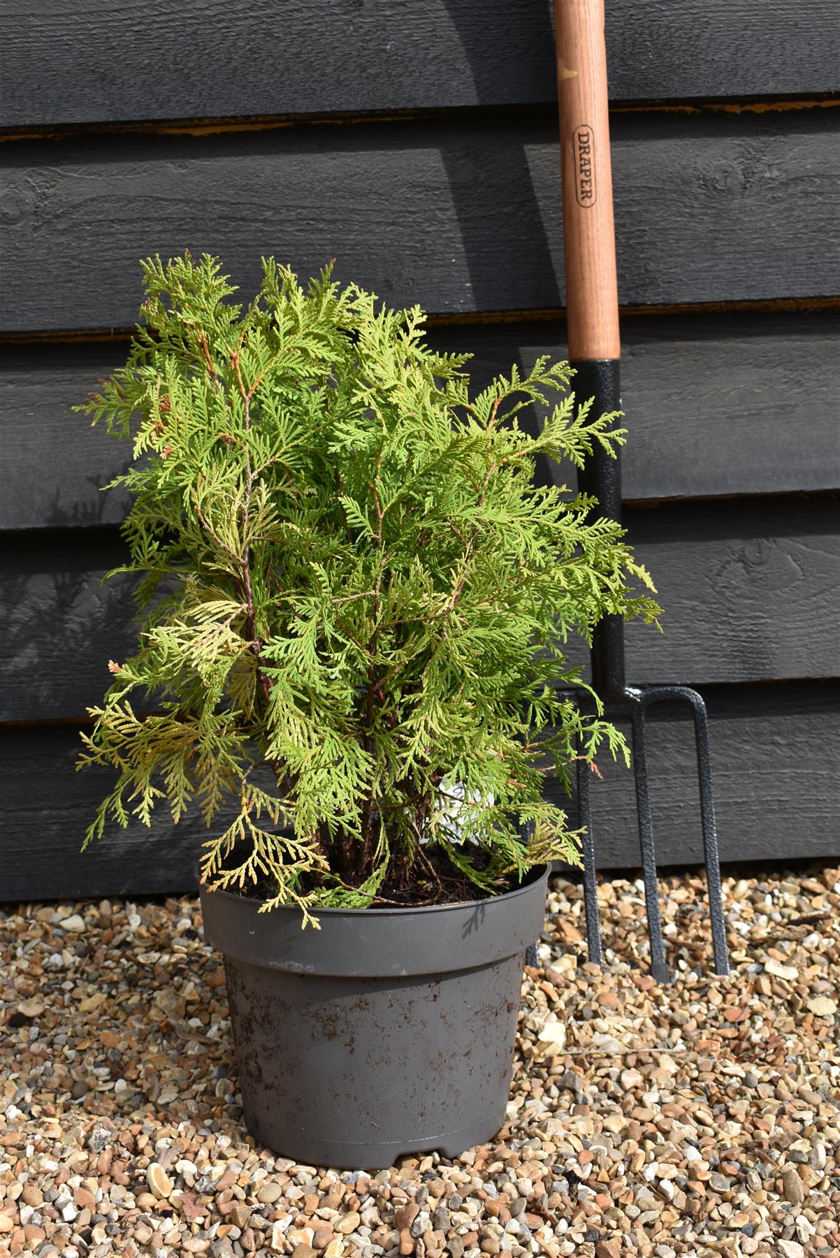 Thuja occidentalis Golden Globe | White Cedar 'Golden Globe' - Height 40-50cm - 5lt