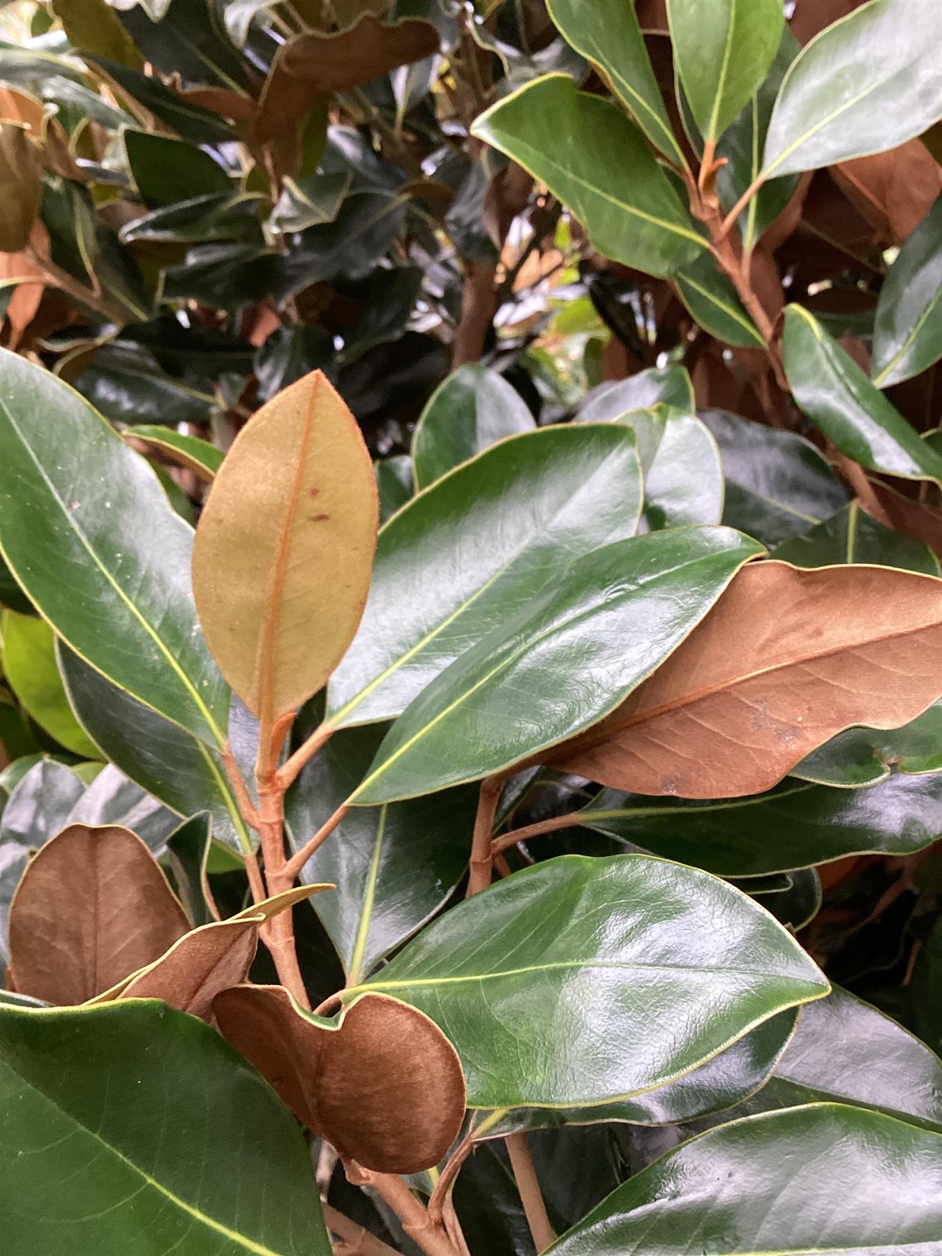 Magnolia Grandiflora Little Gem | Southern Magnolia - Height 350-400cm - Girth 12-14cm - 90lt