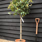 Photinia x fraseri Red Robin | Christmas berry - Small Tree - Half Standard - Height 165-185cm - 18lt