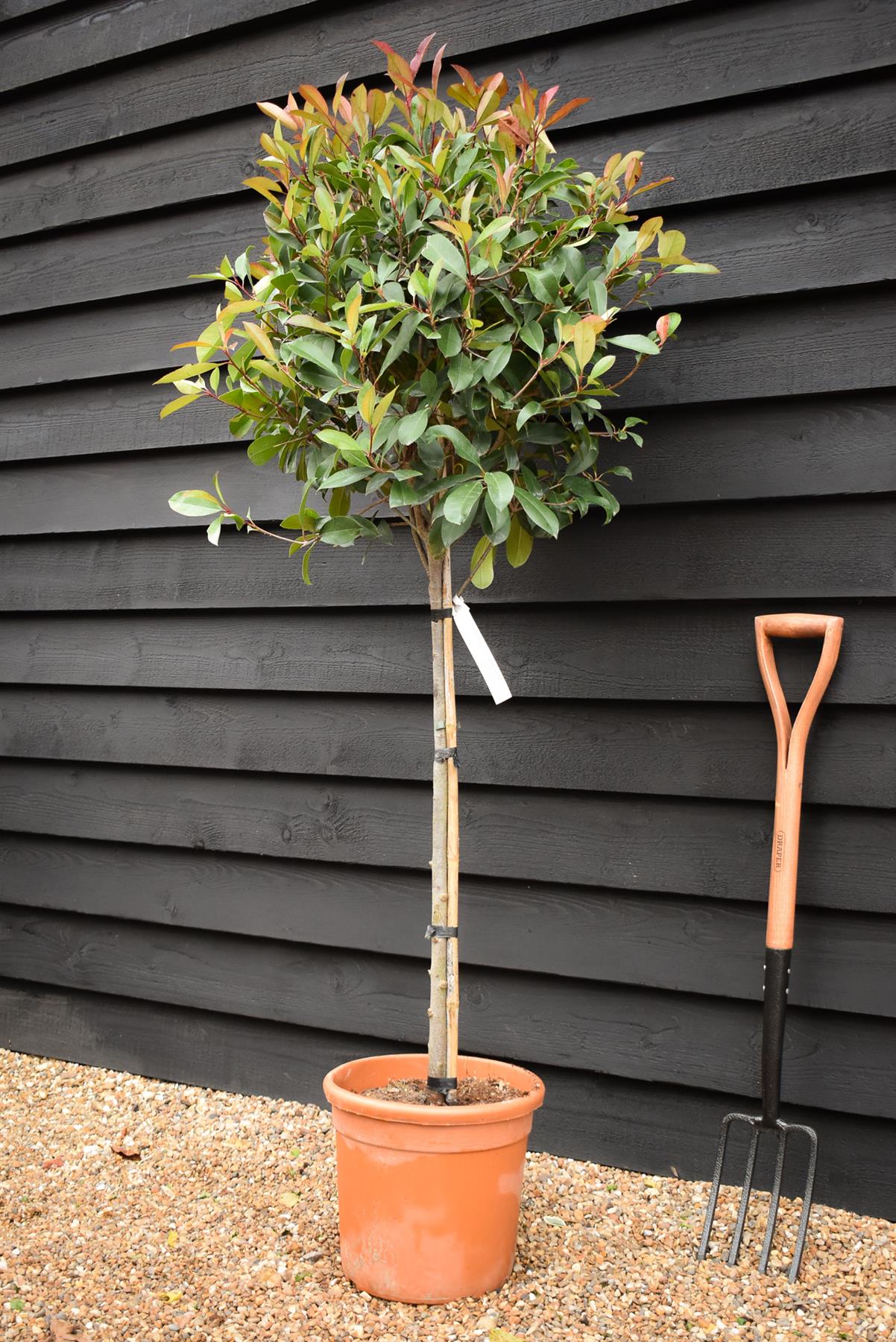 Photinia x fraseri Red Robin | Christmas berry - Small Tree - Half Standard - Height 165-185cm - 18lt