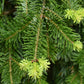 Abies Nordmanniana | Nordmann Fir - Height 225cm, 110lt