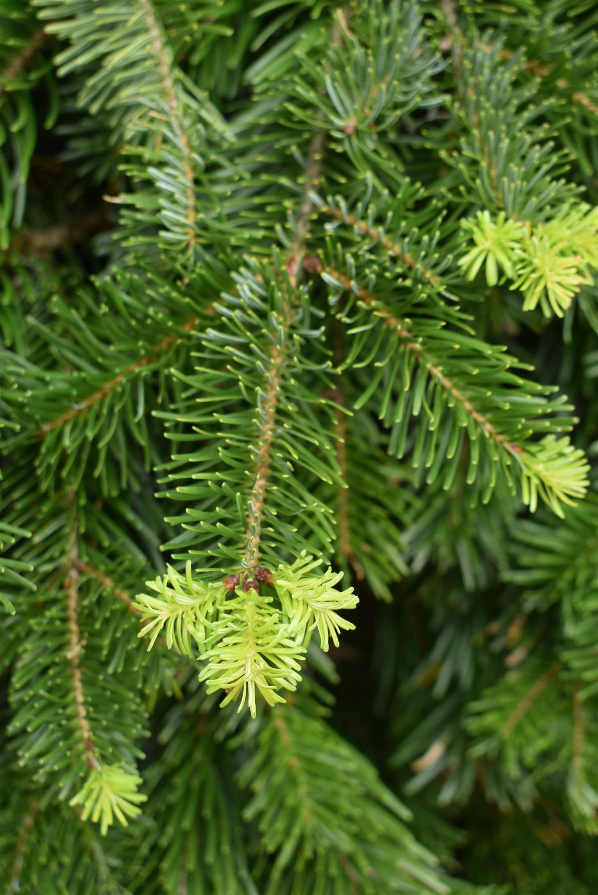 Abies Nordmanniana | Nordmann Fir - Height 225cm, 110lt