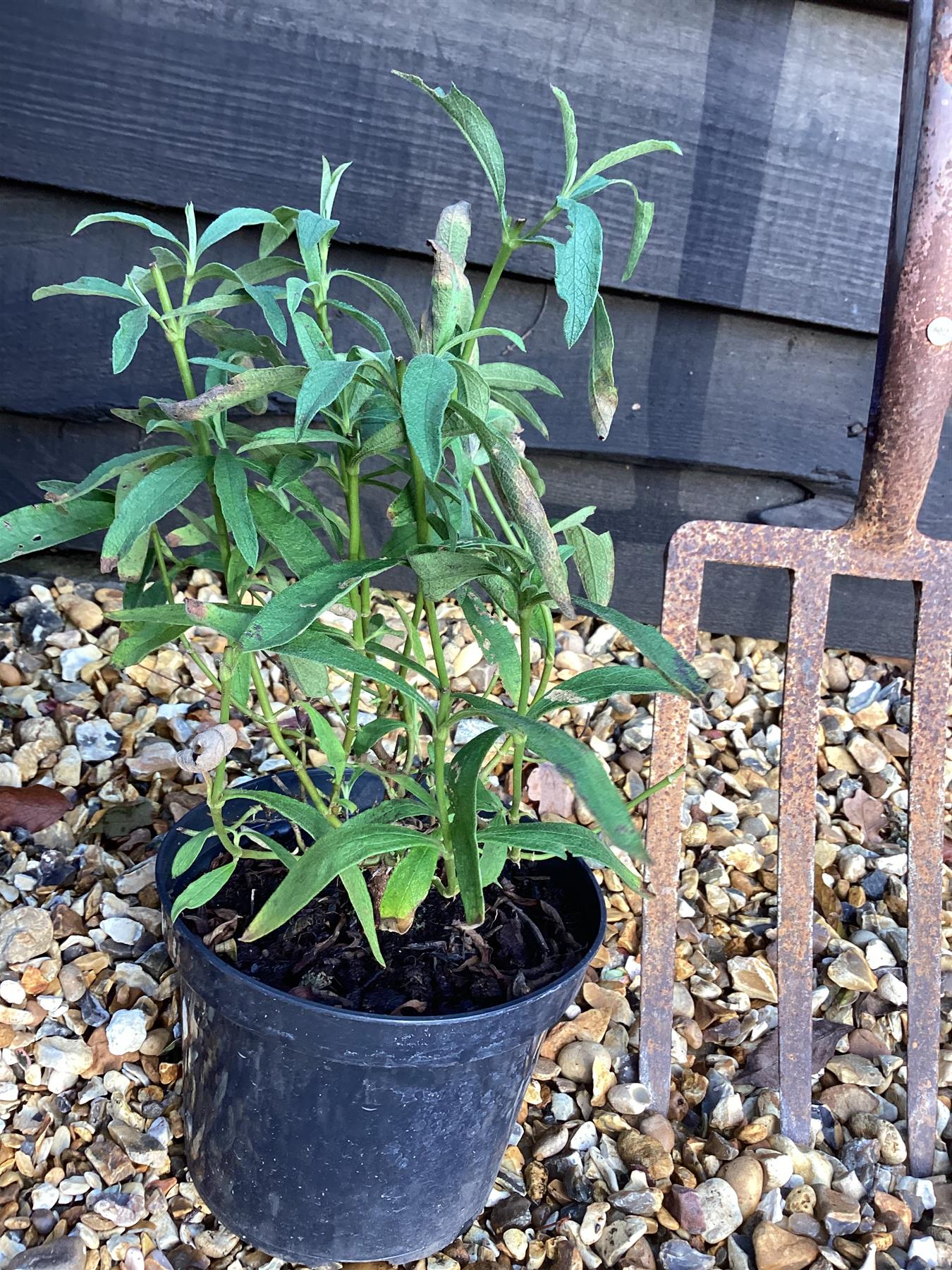 Cistus x pulverulentus 'Alan Fradd' | Purple-flowered Rock Rose - 20-25cm, 2lt