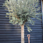 Olive Tree | Olea Europea - Clear Stem 100-120cm - Girth 55-65cm - Height 220-250cm - 130lt