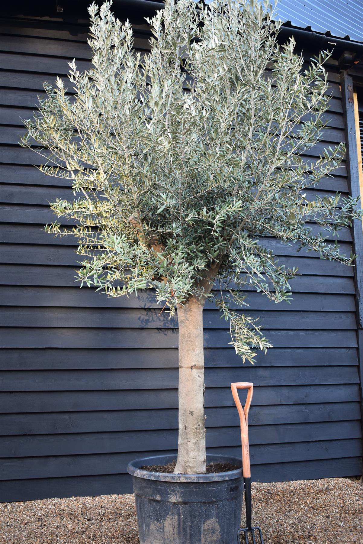 Olive Tree | Olea Europea - Clear Stem 100-120cm - Girth 55-65cm - Height 220-250cm - 130lt