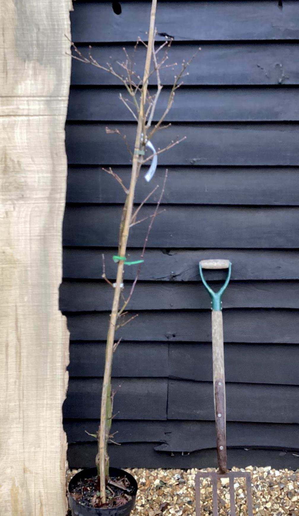 Acer palmatum 'Scolopendriifolium Atropurpureum' | Bamboo-Leaf Japanese Maple - 50-70cm, 10lt