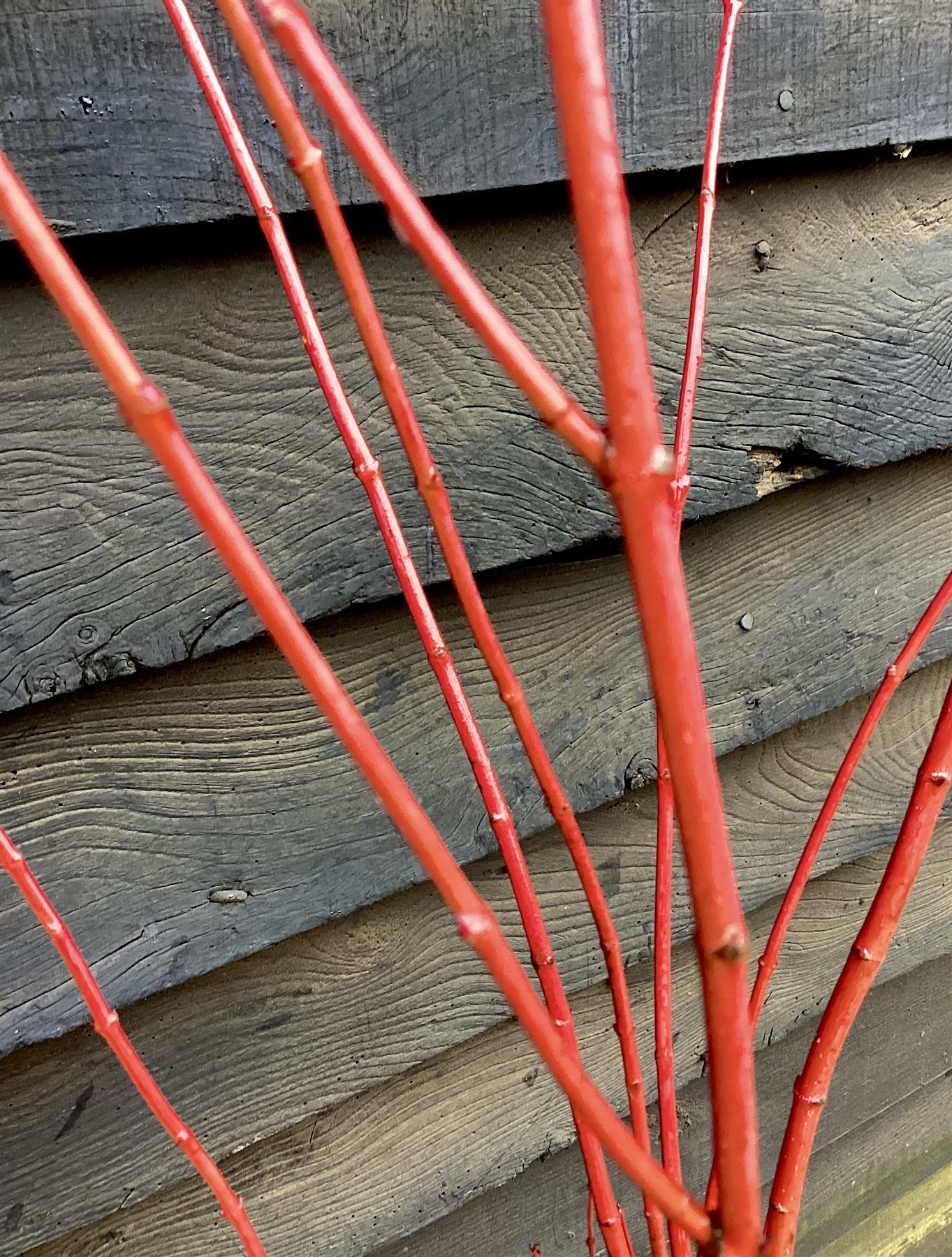 Red Bark Japanese Maple | Acer palmatum 'Sango-kaku' | Red Bark Maple Bushy - Height 200-250cm - 35lt