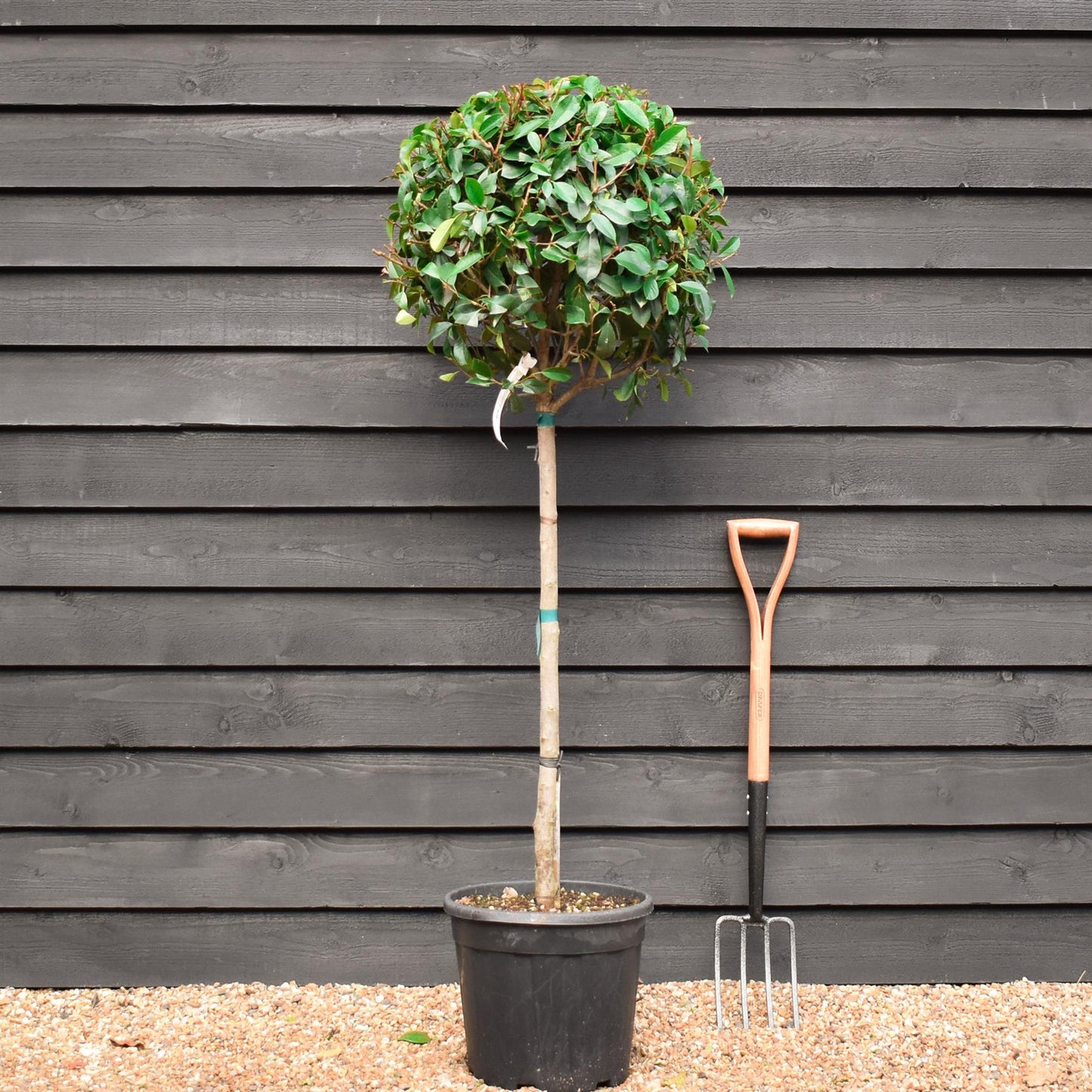 Photinia Red Robin | Christmas berry 'Little Red Robin' - 1/2 std - Height 150-160cm - 35lt