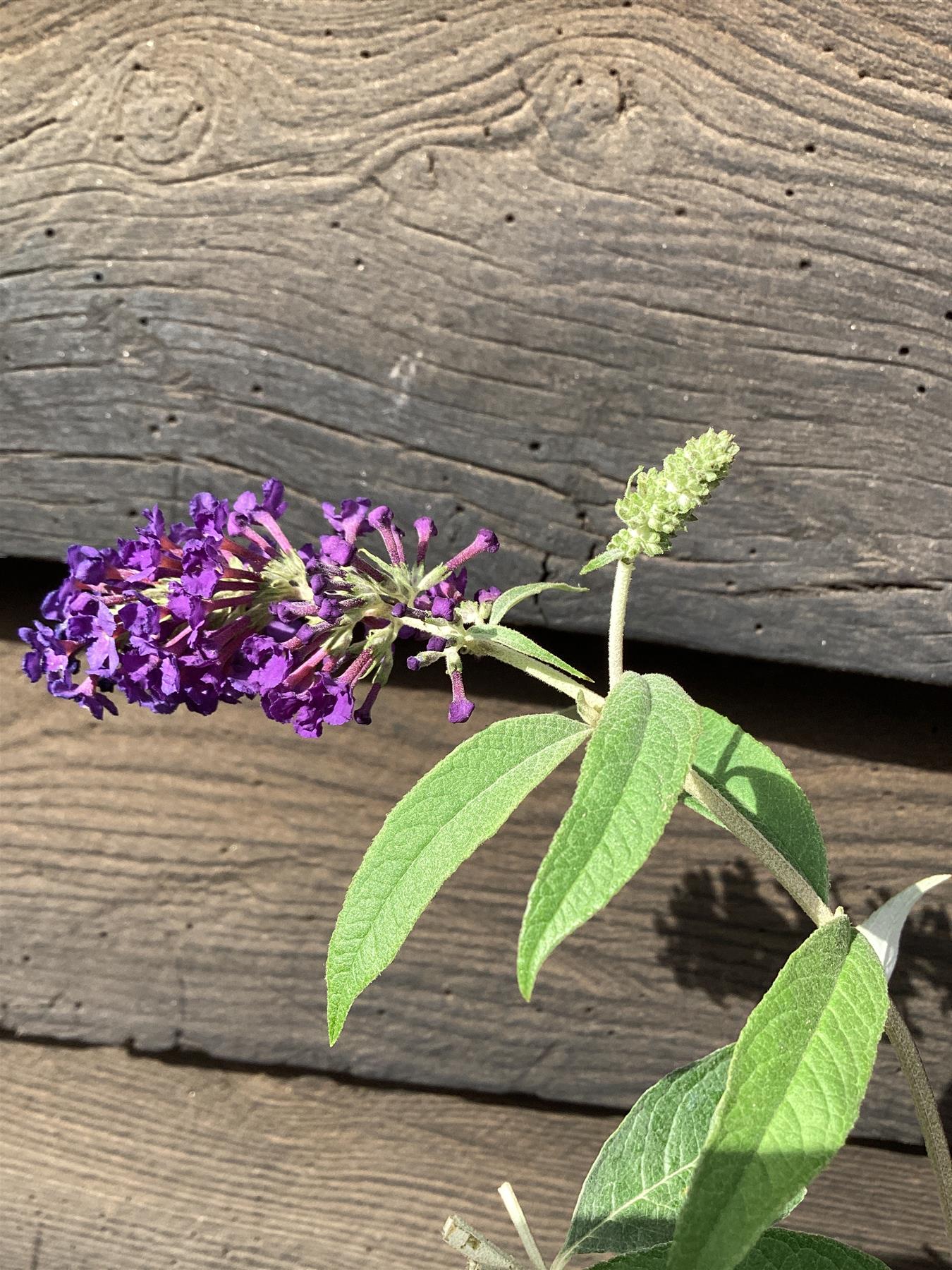 Buddleja Adam's Blue - 40/60cm, 10lt