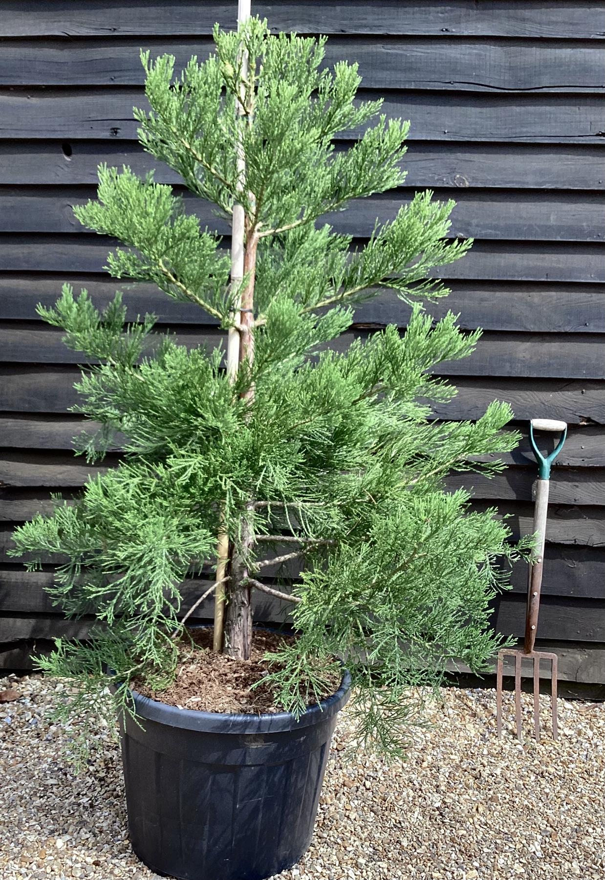 Sequoiadendron giganteum | Giant redwood - Height 175cm - Width 150-175cm - 90lt