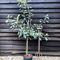 Apple tree 'Fiesta' | Malus domestica - MM106 - Semi-Dwarfing -  Height 150-160cm - 20lt