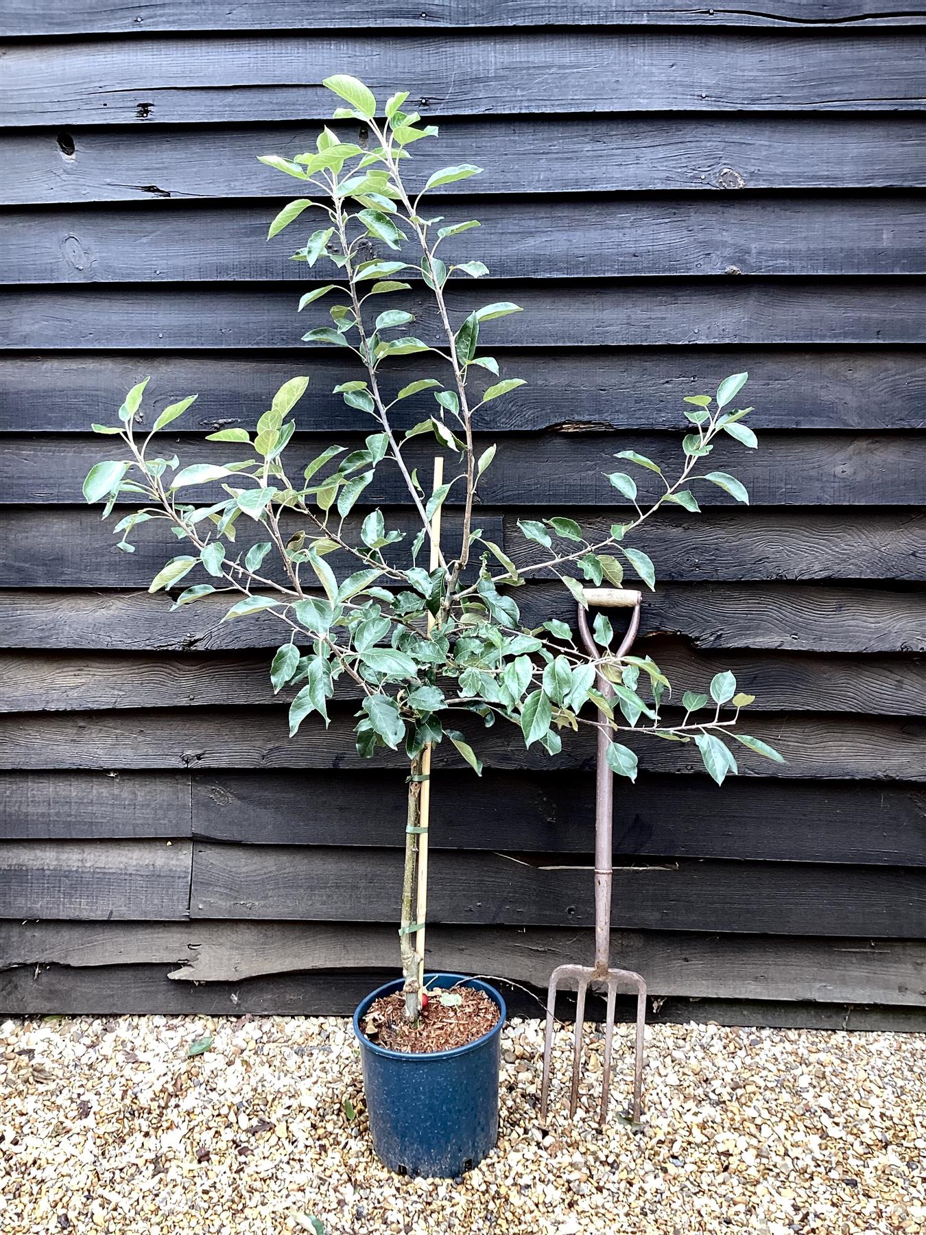 Apple tree 'Fiesta' | Malus domestica - MM106 - Semi-Dwarfing -  Height 150-160cm - 20lt