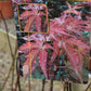 Japanese maple 'Brown Sugar' | Acer palmatum 'Brown Sugar' - Height 150-160cm - 20-25lt