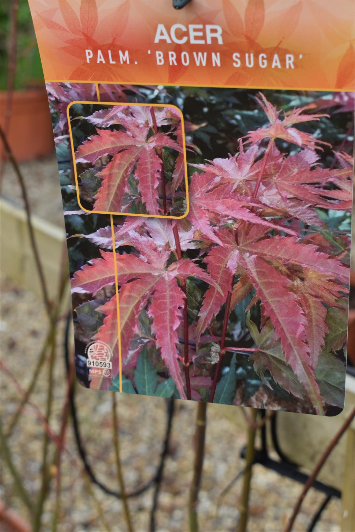 Japanese maple 'Brown Sugar' | Acer palmatum 'Brown Sugar' - Height 150-160cm - 20-25lt