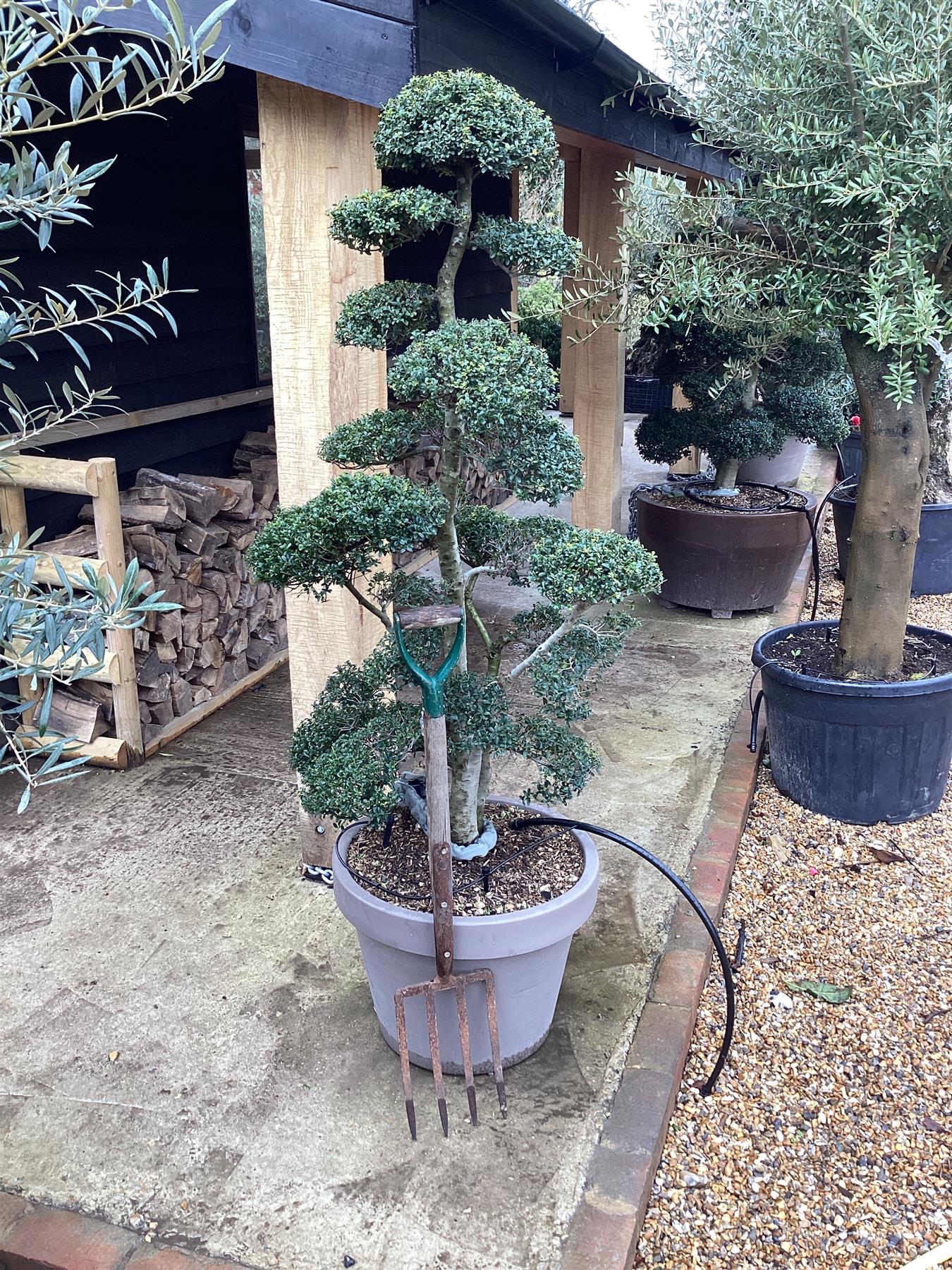 Ilex Crenata | Japanese Holly Cloud Bonsai Tree - 160cm - 110lt