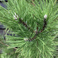 Pinus nigra | Austrian pine - 30lt