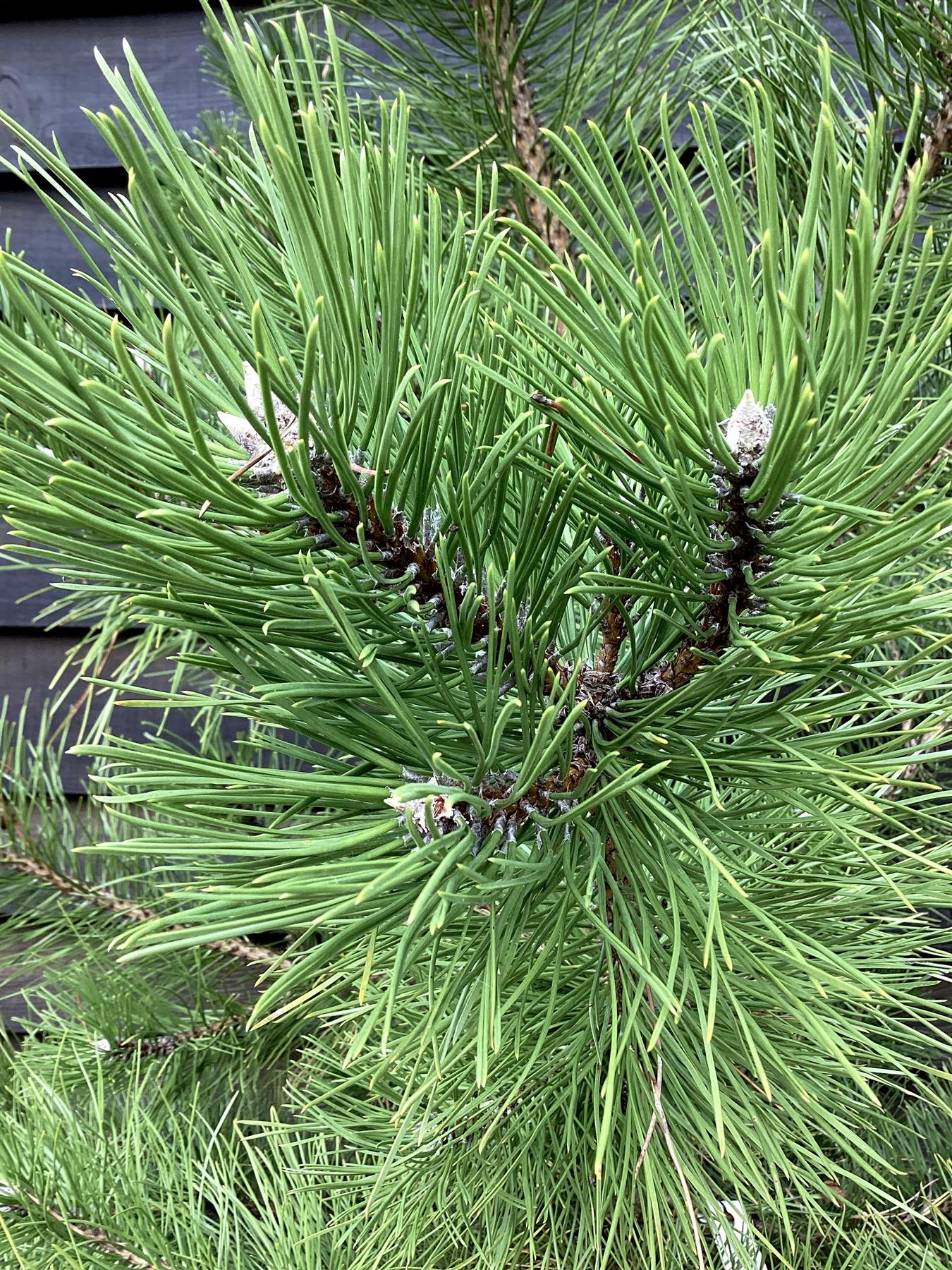 Pinus nigra | Austrian pine - 30lt