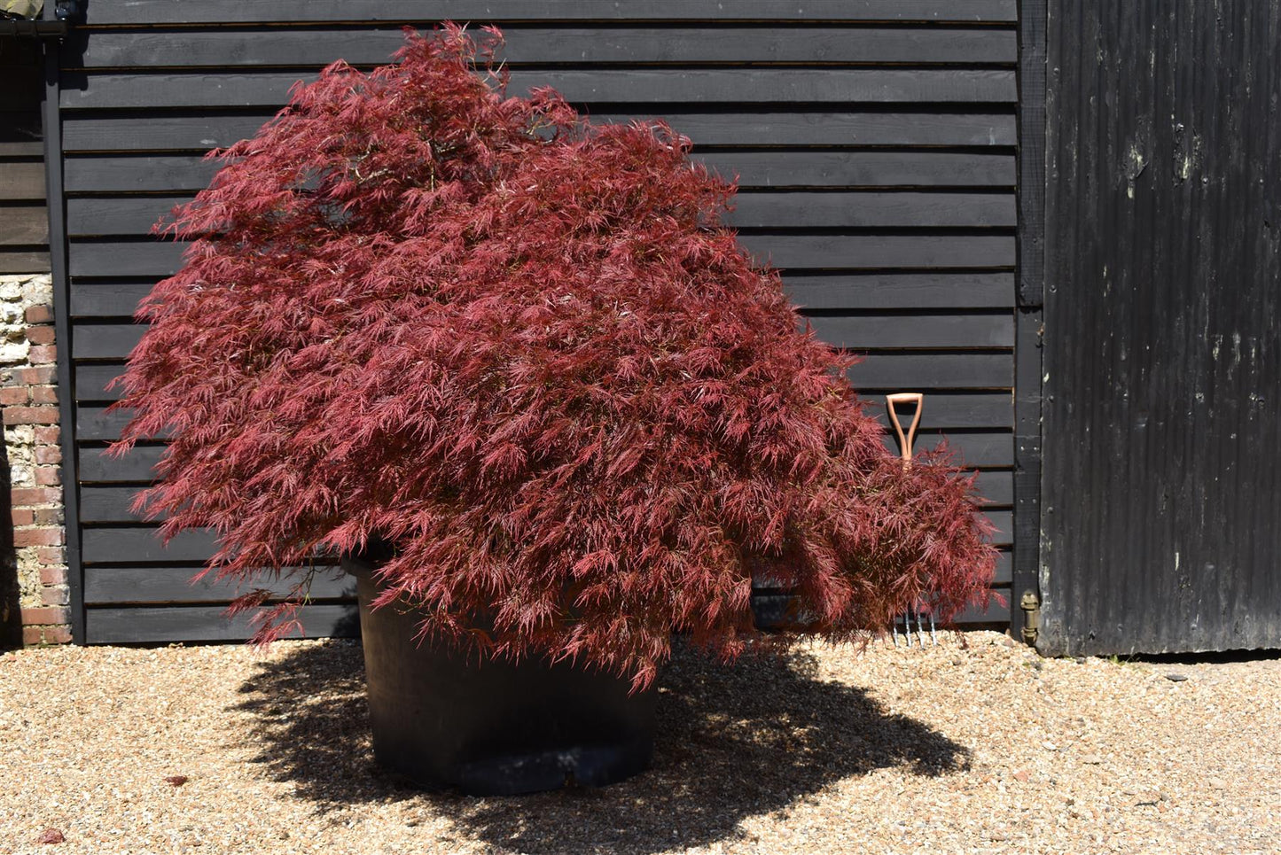 Acer palmatum 'Dissectum Atropurpureum' | Purple Threadleaf Japanese maple - Girth 32cm - 200-220cm - 375lt