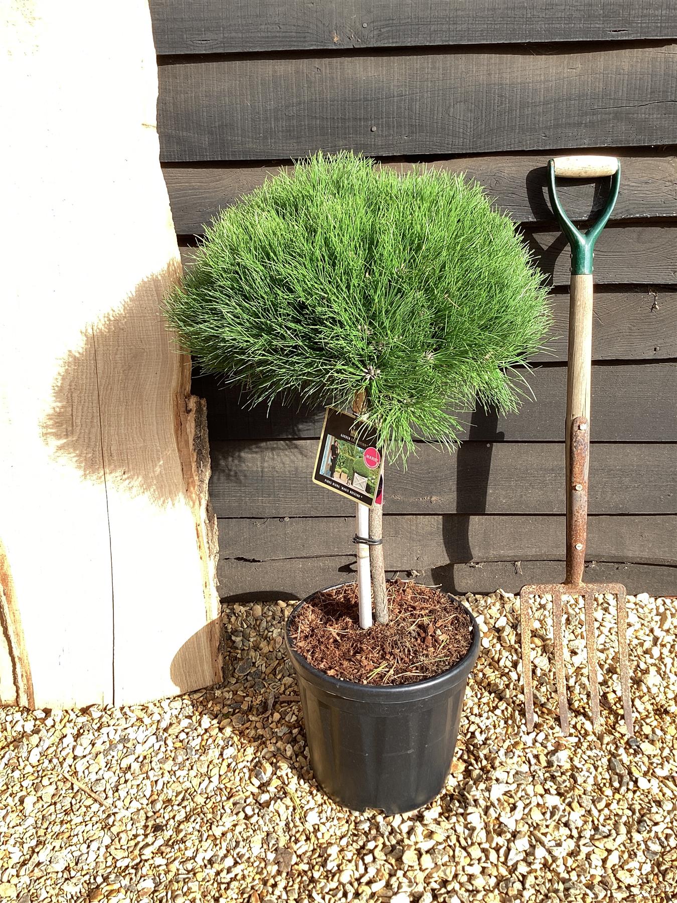 Pinus 'Marie Bregeon' - Stem - ST40 - 100-110cm, 18lt