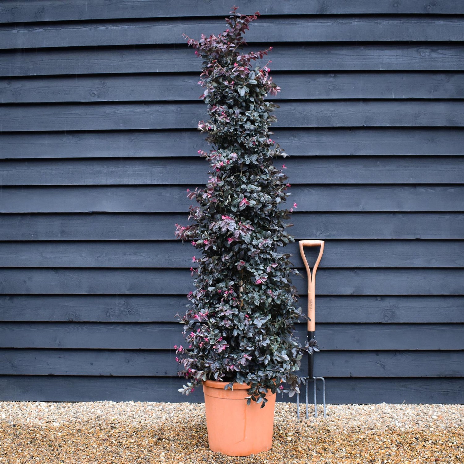 Loropetalum Fede | Chinese Fringe Flower - Pyramid - Height 185cm - 30lt