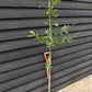 Quercus robur | English Oak - 2-3 year old - 120-160cm - 10lt