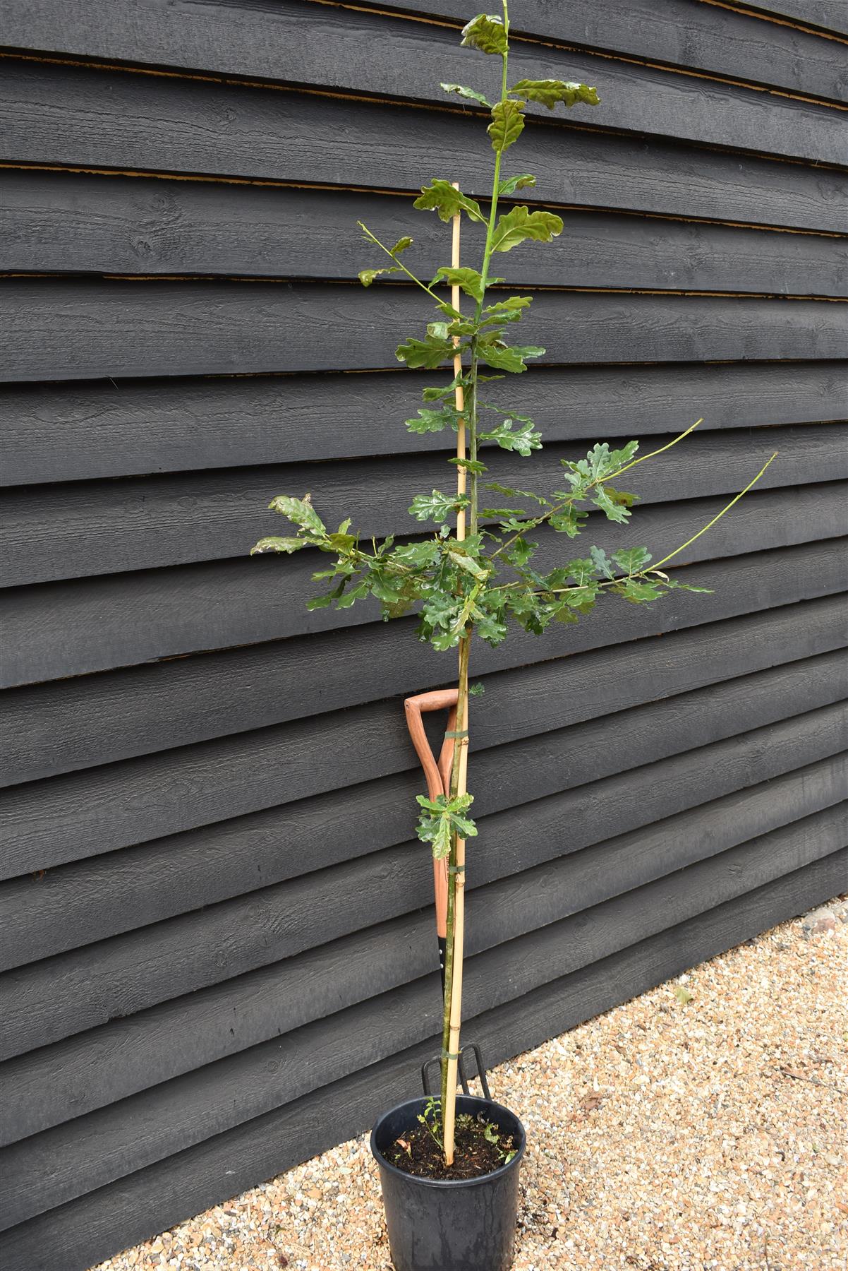 Quercus robur | English Oak - 2-3 year old - 120-160cm - 10lt