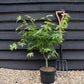 Acer palmatum 'Osakazuki' | Japanese Maple - Bushy  - Height 50-70cm - 4lt