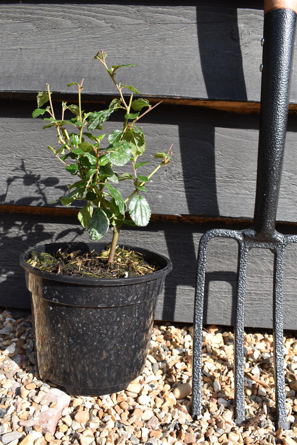 Ceanothus Autumnal Blue | Californian lilac ‘Autumnal Blue' - 15-35cm, 2lt