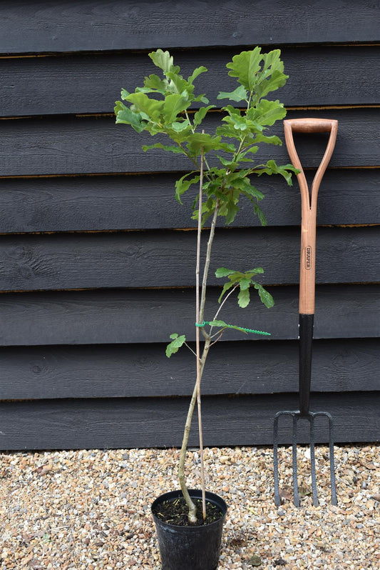 English Oak | Quercus robur  100-120cm - 3-5lt