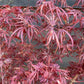 Japanese maple 'Shaina' | Acer palmatum - Clear Stem 90cm - Height 150-180cm - 35lt