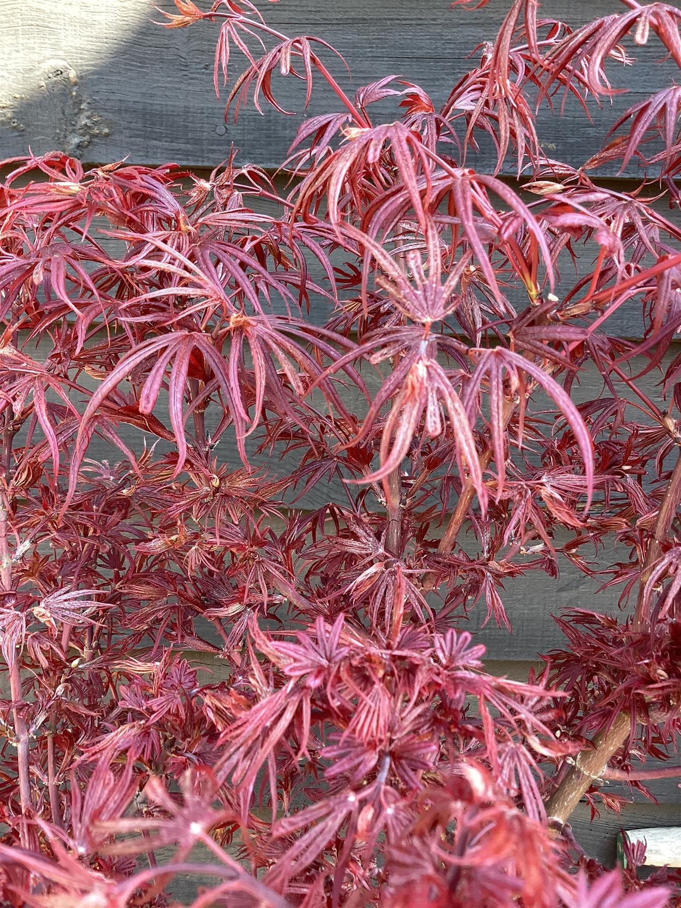 Japanese maple 'Shaina' | Acer palmatum - Clear Stem 90cm - Height 150-180cm - 35lt