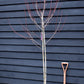 Acer rubrum Redpointe 1/2 std | Redpointe Red Maple - 180-220cm, 20lt