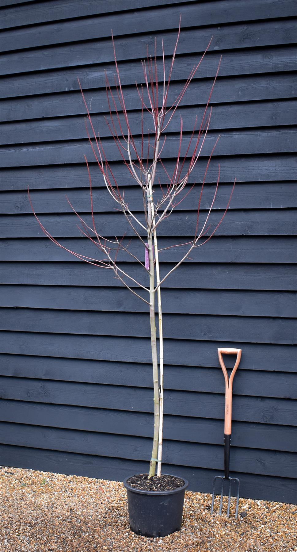 Acer rubrum Redpointe 1/2 std | Redpointe Red Maple - 180-220cm, 20lt