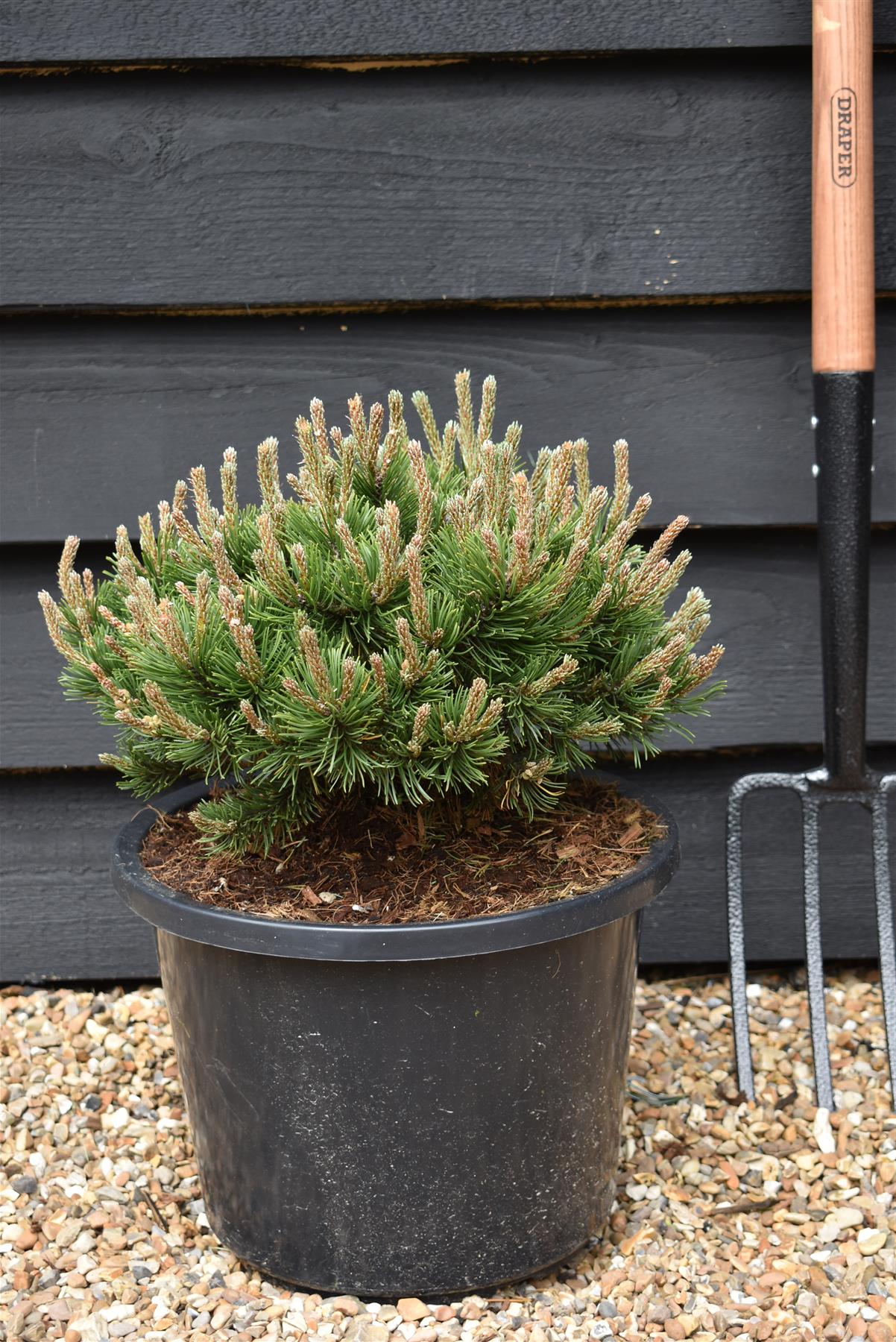 Pinus mugo 'Klostergrun' | Dwarf mountain pine - Height 20-30cm - Width 25-30cm - 12lt