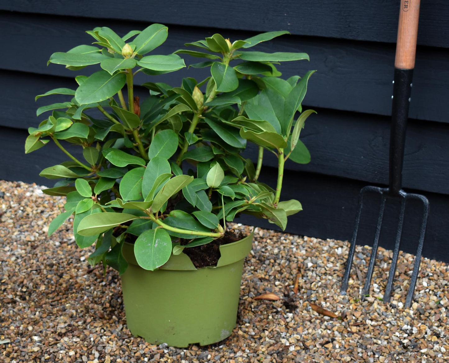 Rhododendron 'Germania' - Shrub - Height 50-60cm - 10lt