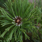 Pinus mugo 'Krauskopf' | Dwarf mountain pine - Height 40-50cm - Width 30cm - 11lt