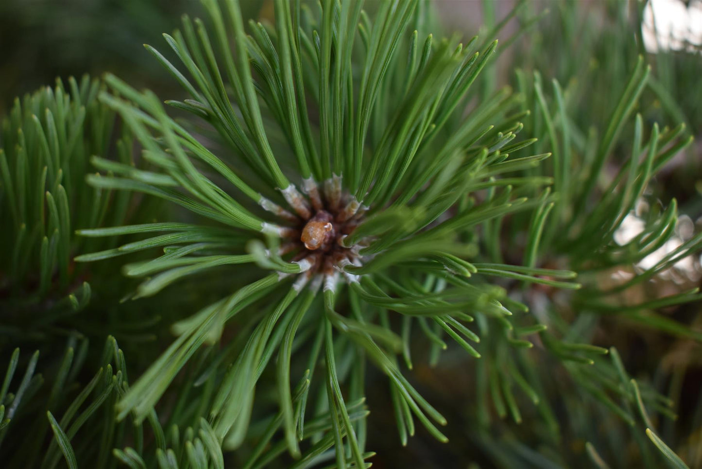 Pinus mugo 'Krauskopf' | Dwarf mountain pine - Height 40-50cm - Width 30cm - 11lt